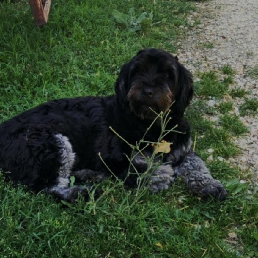 A black dog lying in grass beside a path.