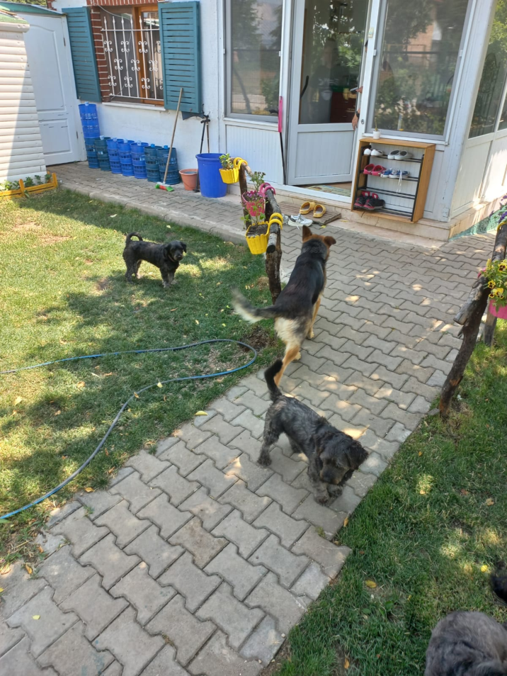 Several dogs on a paved path and grass outside a house.