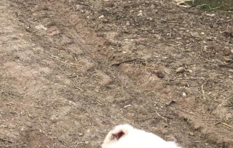 A cropped photograph of bare ground with part of a white dog visible at the lower edge.